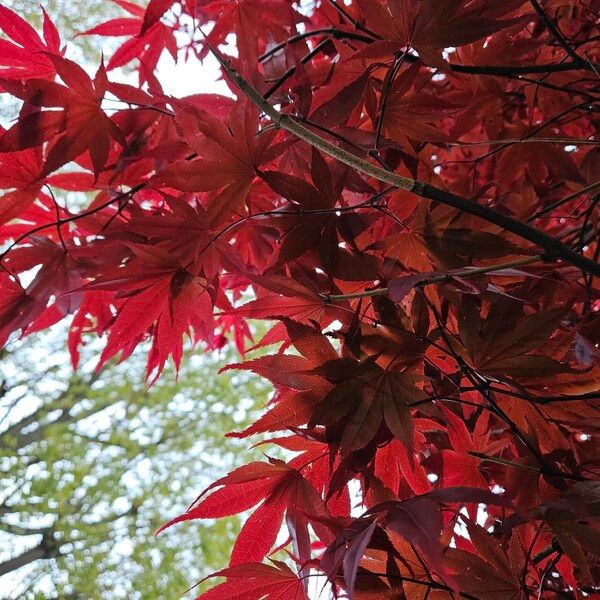 Acer palmatum Leaf