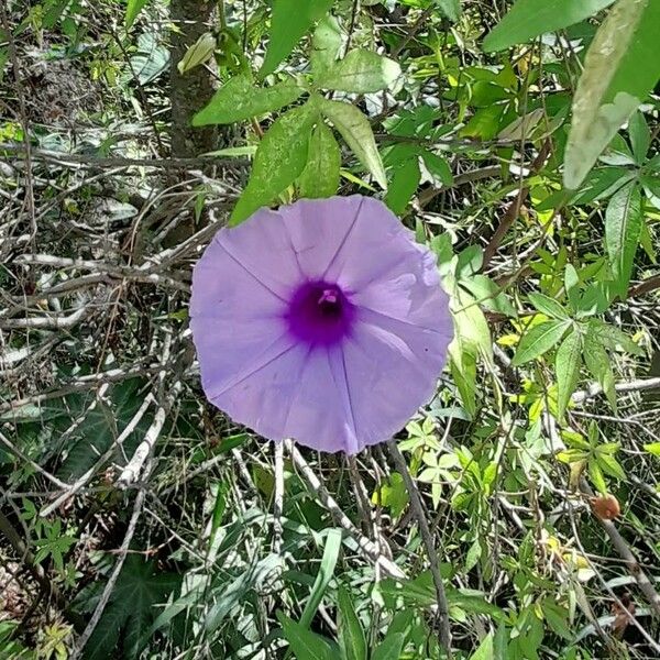 Ipomoea cairica Flor