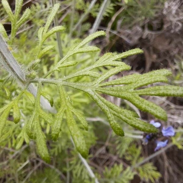 Lavandula multifida Lehti