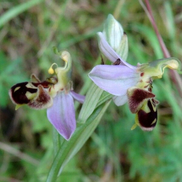 Ophrys apifera Lorea