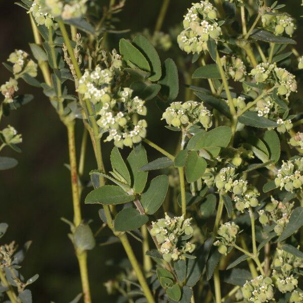 Euphorbia lasiocarpa Flower