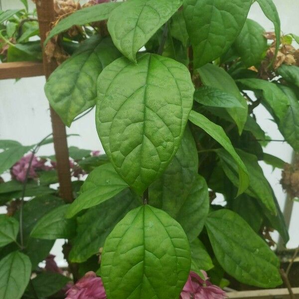 Clerodendrum thomsoniae Hostoa