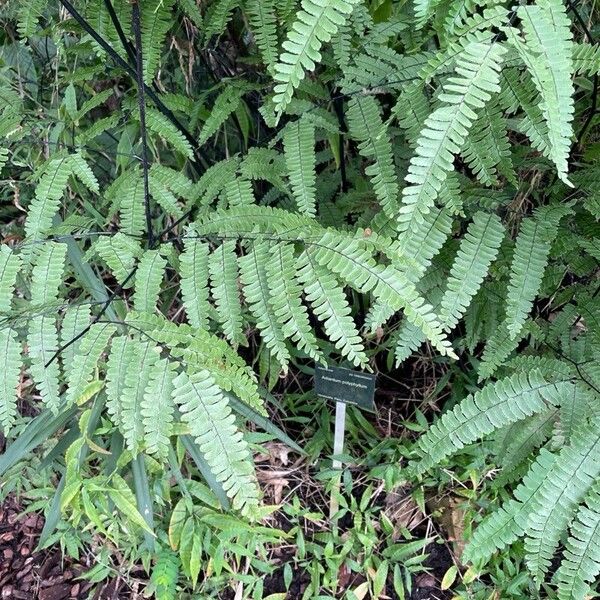 Adiantum polyphyllum 叶