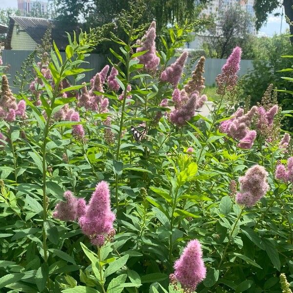 Spiraea salicifolia 花