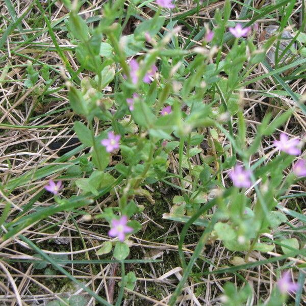 Centaurium pulchellum عادت