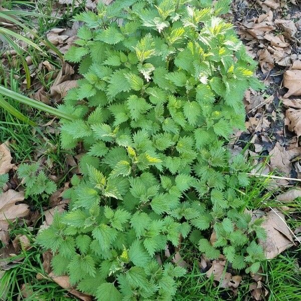 Urtica urens موطن