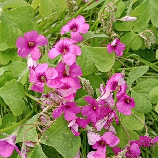 Oxalis articulata फूल