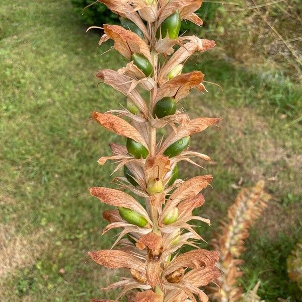 Acanthus spinosus Habit