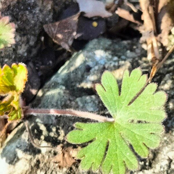 Geranium carolinianum Ліст