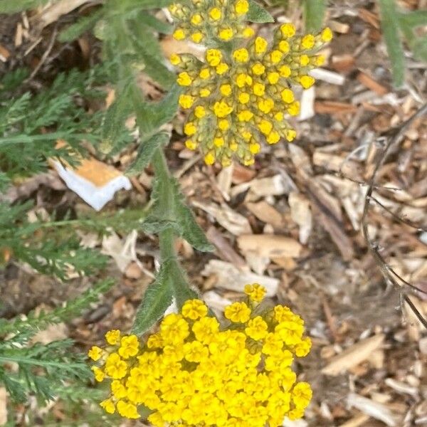 Achillea tomentosa 花