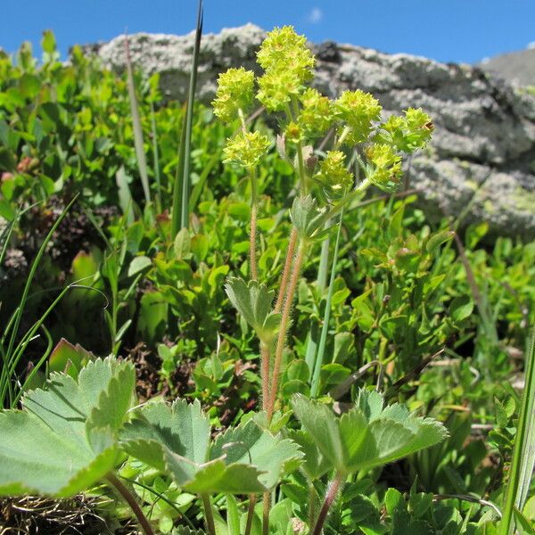 Alchemilla flabellata অন্যান্য