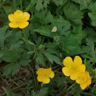 Ranunculus acris Flower