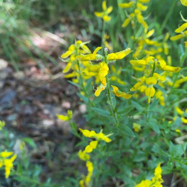 Genista germanica Blomst