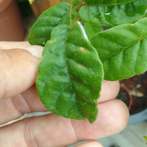 Handroanthus ochraceus Folla