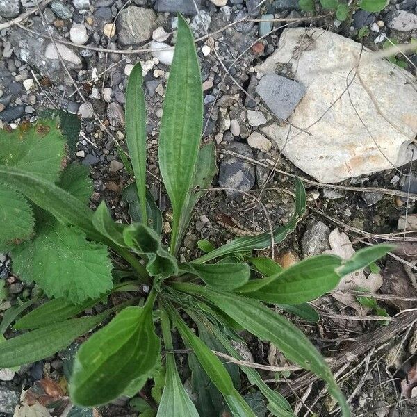 Plantago argentea Hostoa