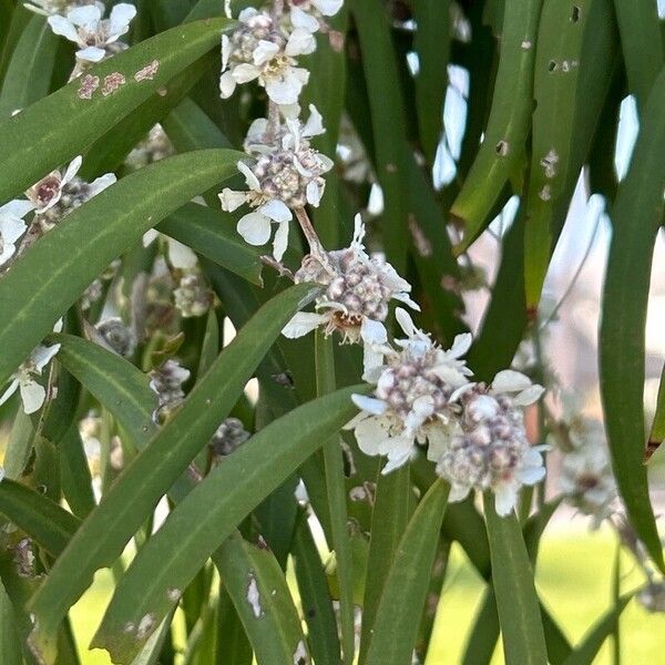 Agonis flexuosa Flor