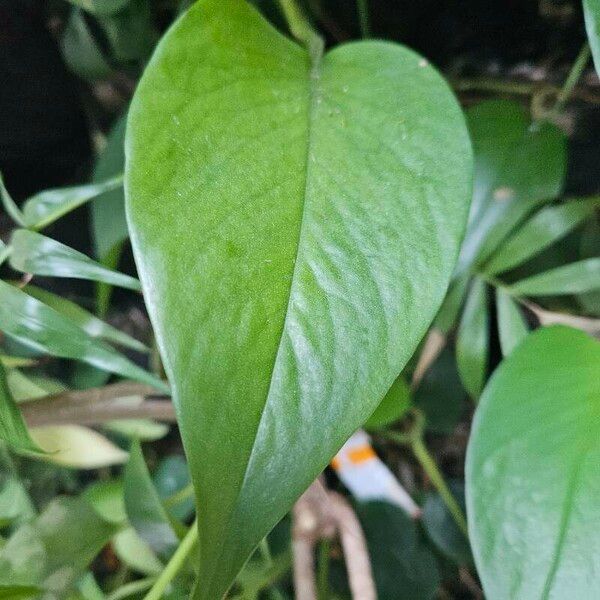 Epipremnum pinnatum Leaf