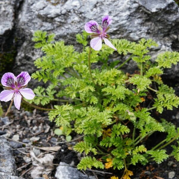 Erodium glandulosum برگ