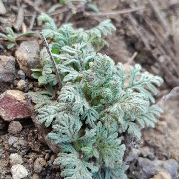 Teucrium botrys Plante entière