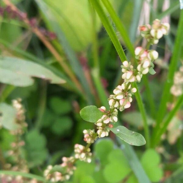 Rumex conglomeratus Žiedas