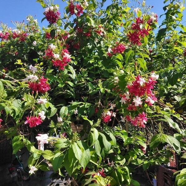 Combretum indicum 花