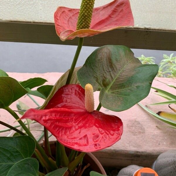 Anthurium scherzerianum Leaf