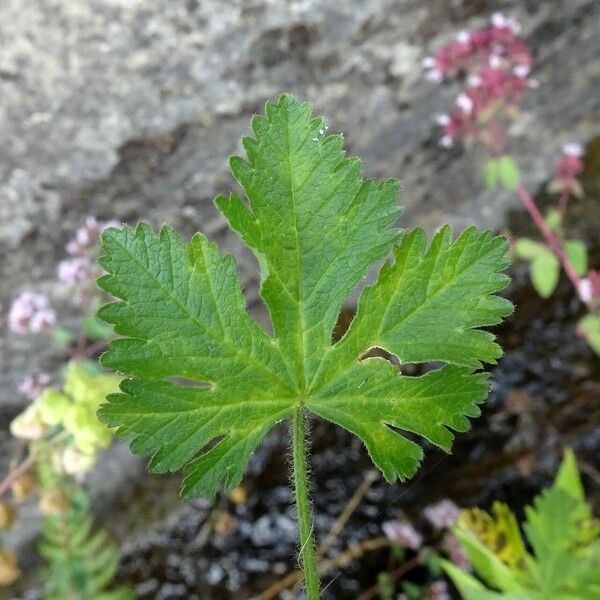 Malva moschata Blatt