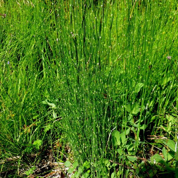 Equisetum ramosissimum Hábitos