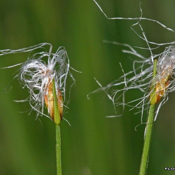 Trichophorum alpinum Flower