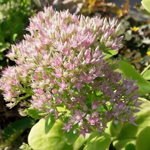 Hylotelephium telephium Flower