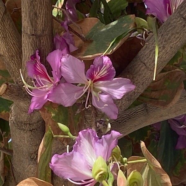 Bauhinia purpurea Blomst