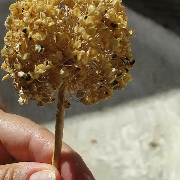 Allium commutatum Flower