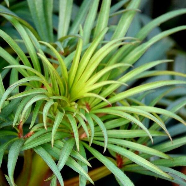 Cunninghamia lanceolata 葉