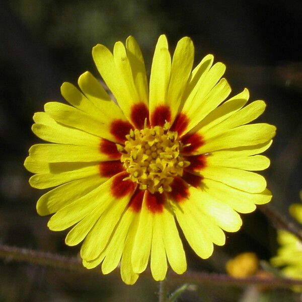 Madia elegans Flor