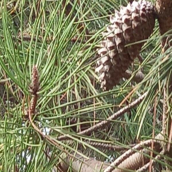 Pinus pinaster Blad