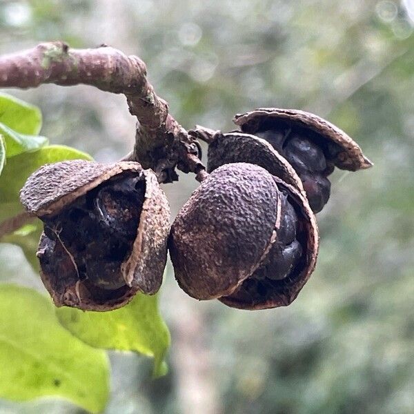 Pittosporum tenuifolium Fruto