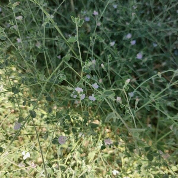 Acmispon americanus Flor