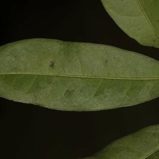 Tapura guianensis Deilen