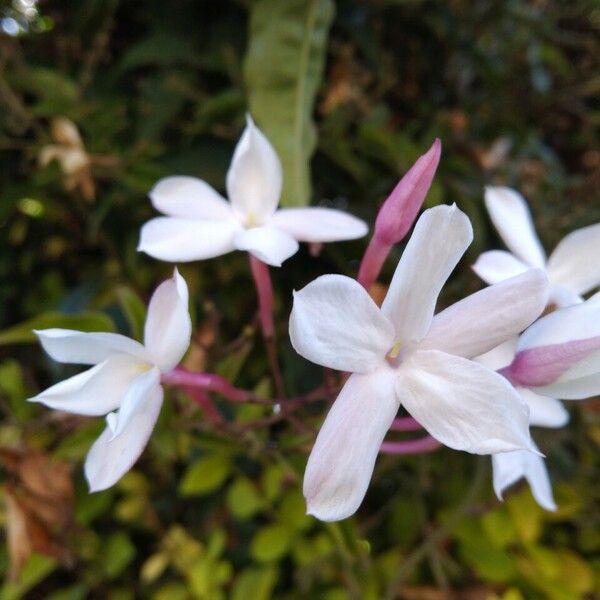 Jasminum officinale Flower