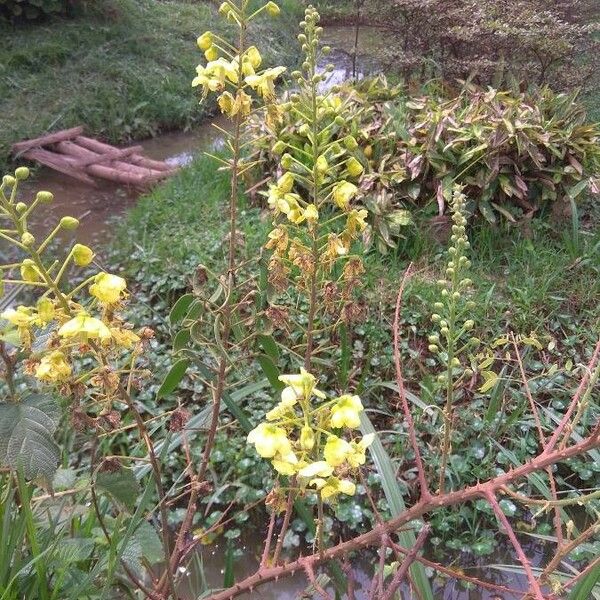 Caesalpinia decapetala Blodyn