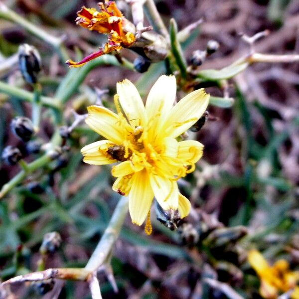 Launaea arborescens Flors