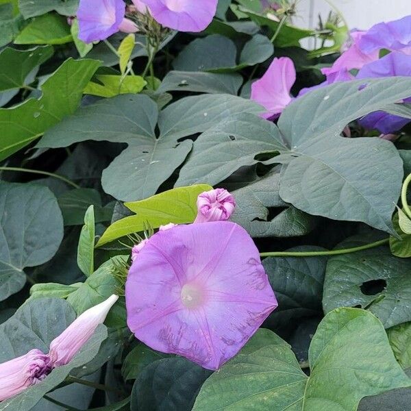 Ipomoea hederacea Fleur