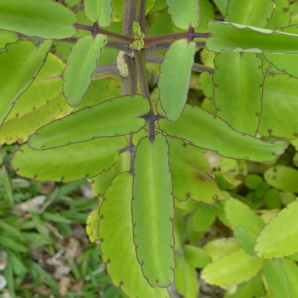 Kalanchoe pinnata पत्ता