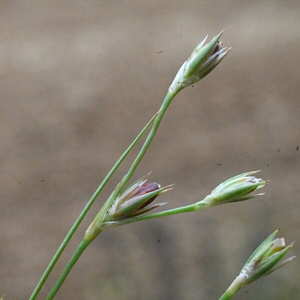 Juncus bufonius Blomst