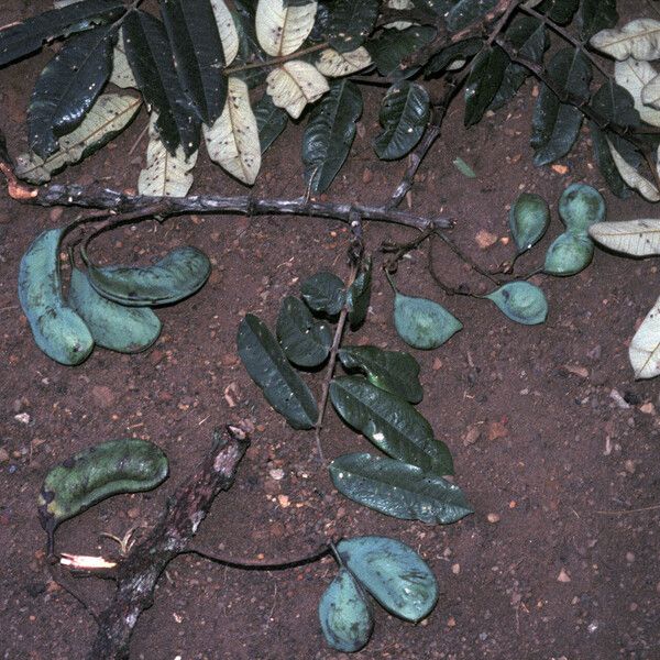 Swartzia panacoco Fruit