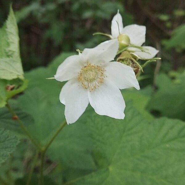 Rubus parviflorus Flower