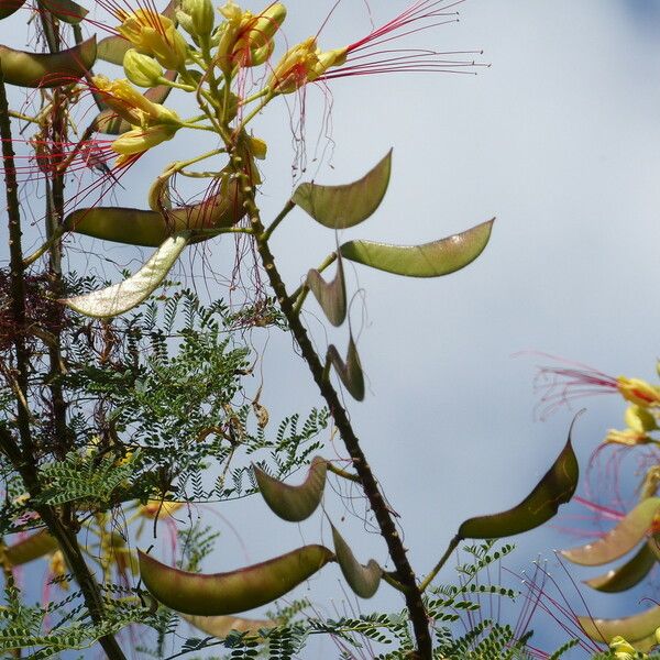 Erythrostemon gilliesii Owoc