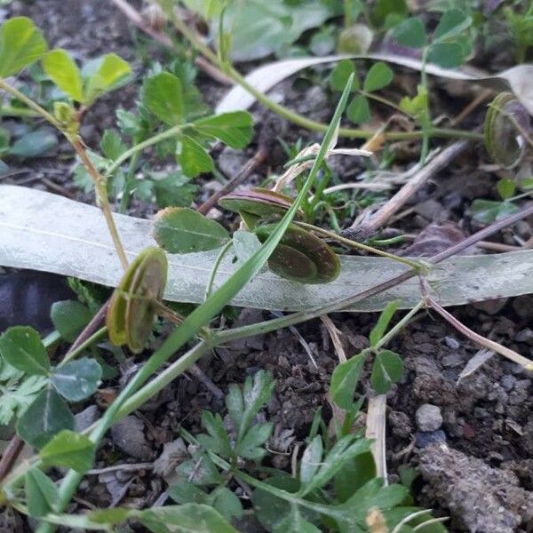 Medicago orbicularis Лист