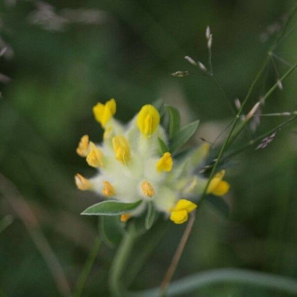 Anthyllis vulneraria Kukka