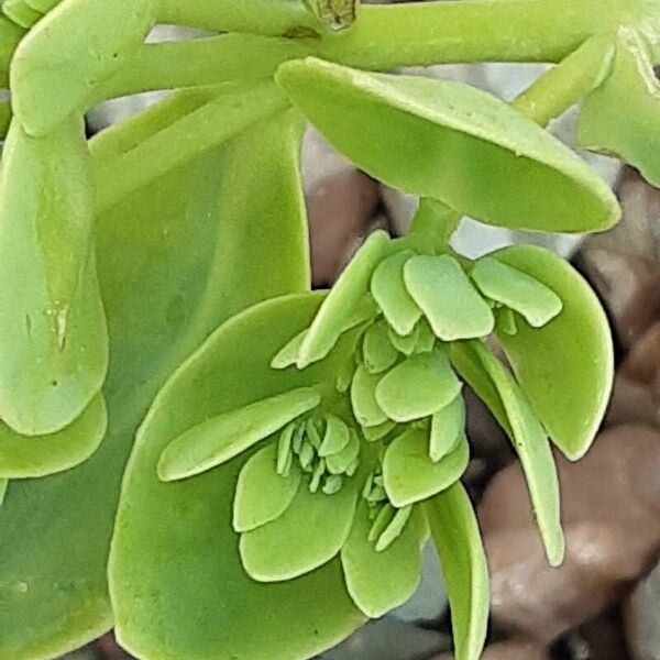 Sedum albomarginatum List